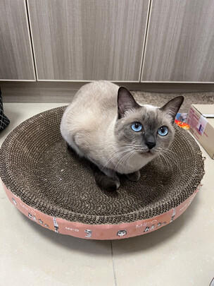 猫抓板