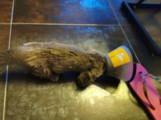 猫咪剃脚毛器