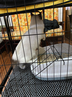 猫笼