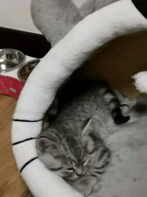 猫窝