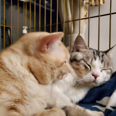 猫碗狗碗