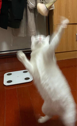 猫粮