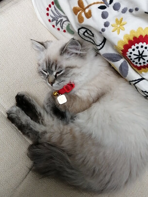 猫项圈