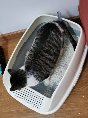 猫砂盆