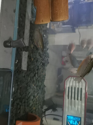 鱼缸造景石头