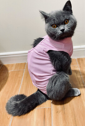 猫咪手术服