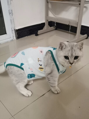 猫咪手术服
