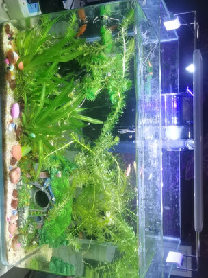 鱼缸灯led灯