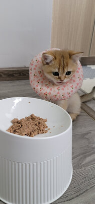 猫碗狗碗