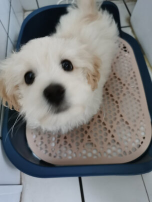 狗厕所