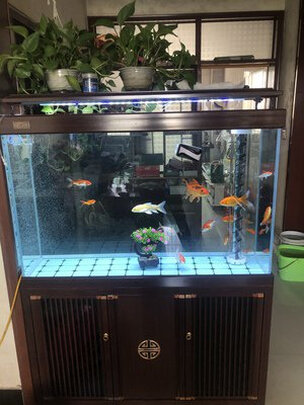 鱼缸刮藻刀
