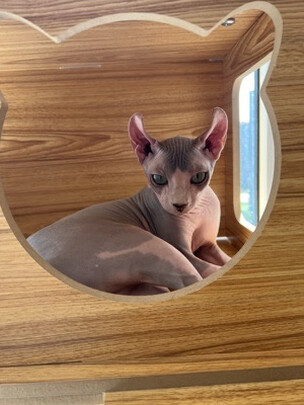 猫爬架
