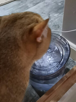 宠物饮水机