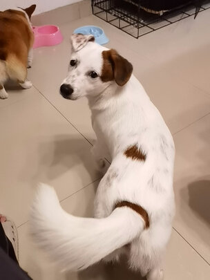 狗狗沐浴露