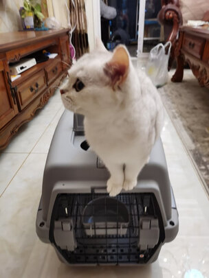 宠物航空箱