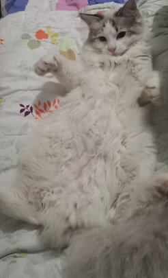 猫包