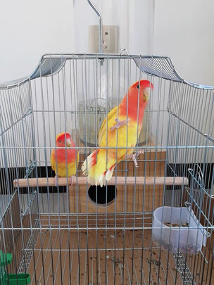 鸟笼