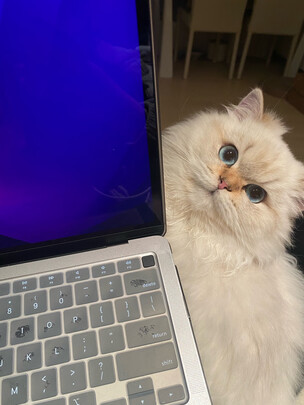 豆腐猫砂