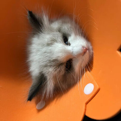 猫项圈