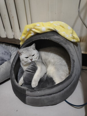 猫窝