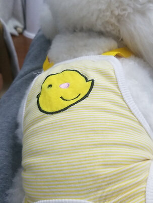 狗狗生理裤