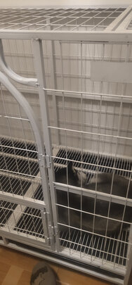 狗笼
