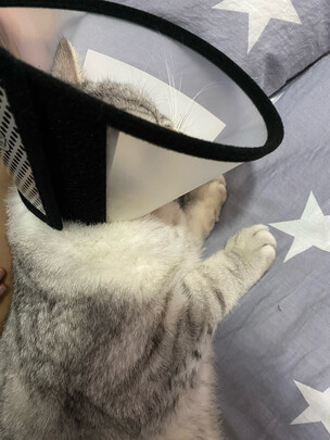 猫项圈