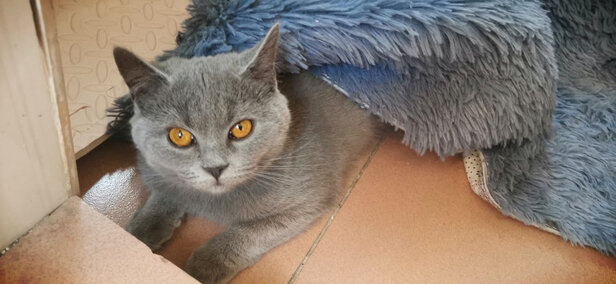 狗毛猫毛清理器