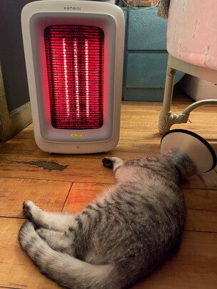 猫项圈