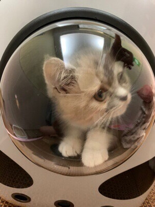 猫包