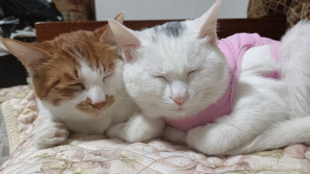 猫咪手术服
