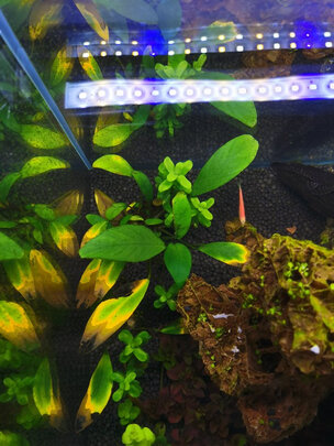 水草泥