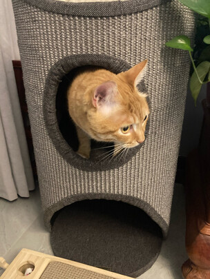 猫爬架