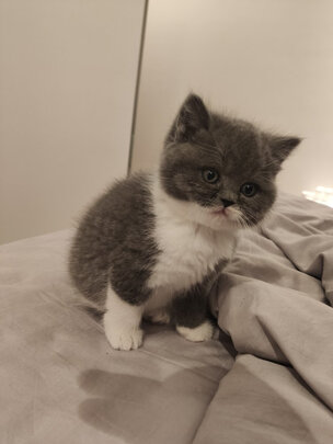 猫砂铲