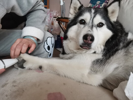 狗狗电推剪