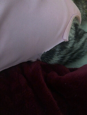 猫咪手术服