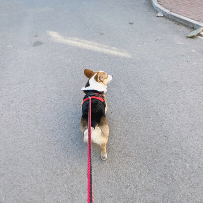 狗绳