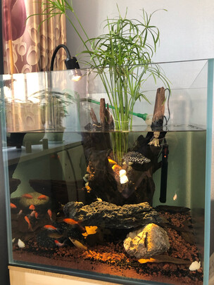 乌龟缸