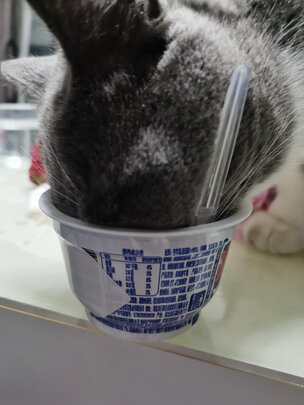 猫咪手术服