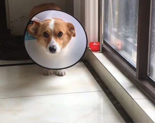猫项圈