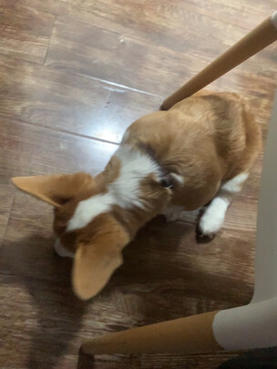 狗厕所