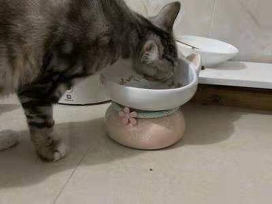 猫窝
