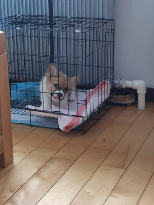 狗笼