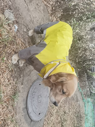 狗狗雨衣