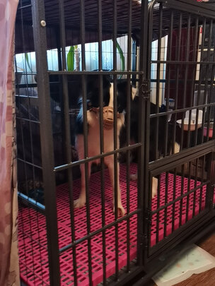 狗狗嘴套