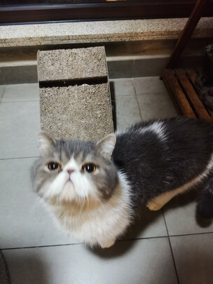 猫窝