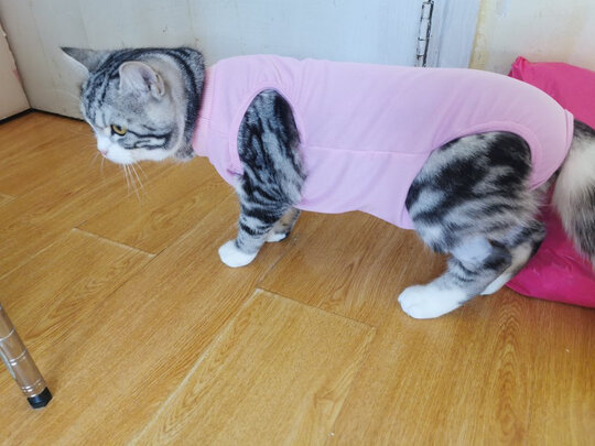 猫咪手术服