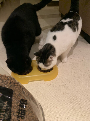 猫粮