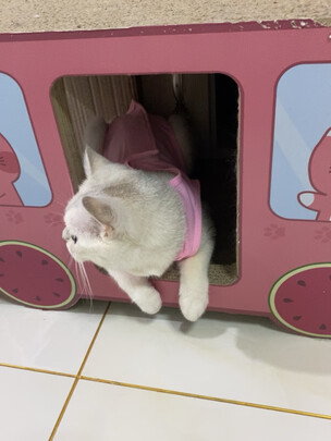 猫咪手术服