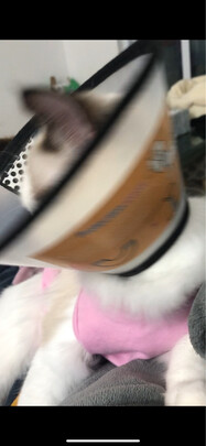 猫咪手术服